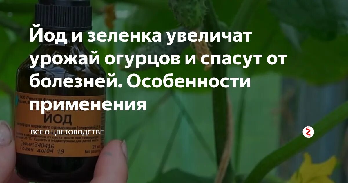 Можно ли опрыскивать йодом. Зеленка йод для огурцов и томатов. Йод и зеленка для огурцов. Зеленка для огурцов опрыскивание. Обработка огурцов зеленкой и йодом.