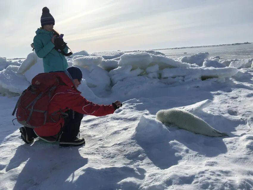 Экспедиция к белькам. Белое море зимой. Белое море туризм. Белек белое море. Норвежский сайт севастополь