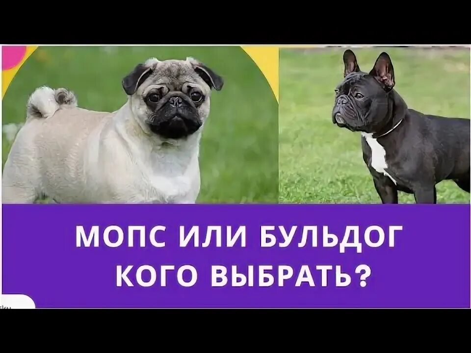 Бульдог и мопс отличие. Мопс или французский бульдог кого выбрать.