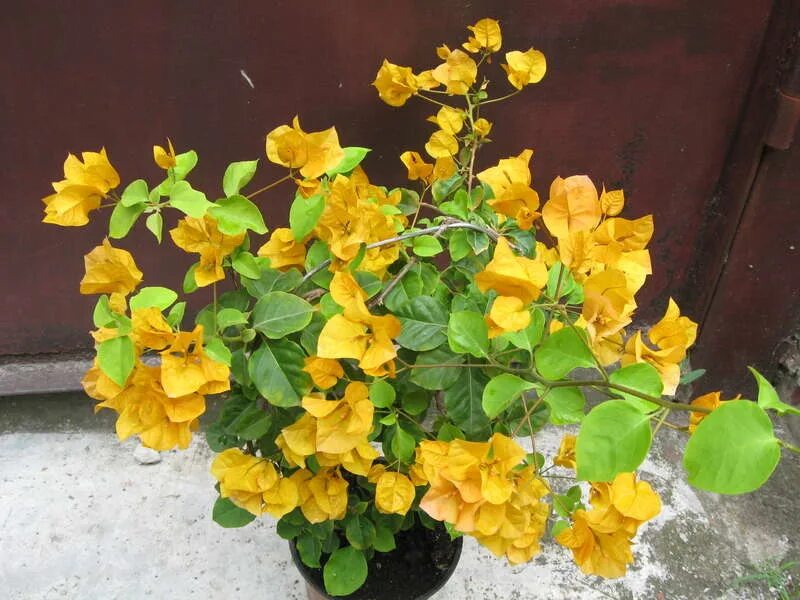 SnappyGoat.com - Free Public Domain Images - SnappyGoat.com- bougainvillea-flowe