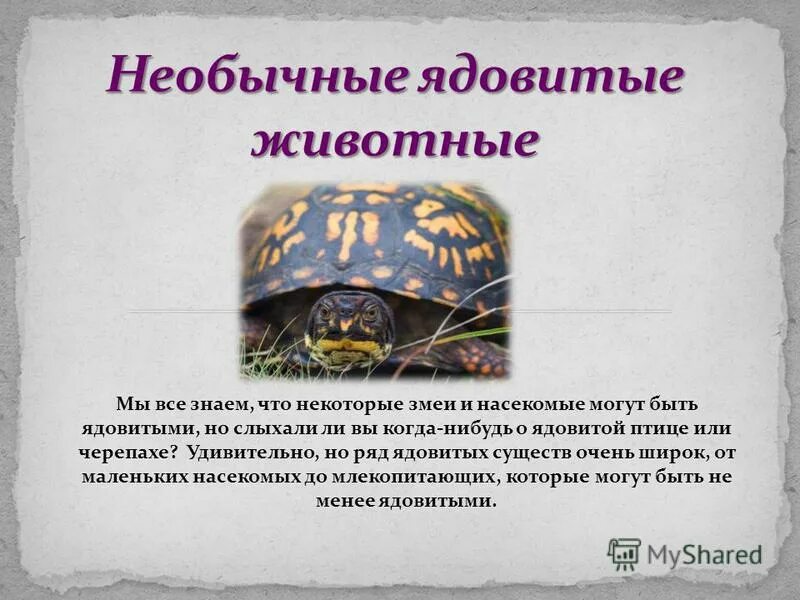 Яды растительного происхождения. Ядовитым животным является. Ядовитым животным является. Ядовитые звери с названиями. Ядовитым животным является.