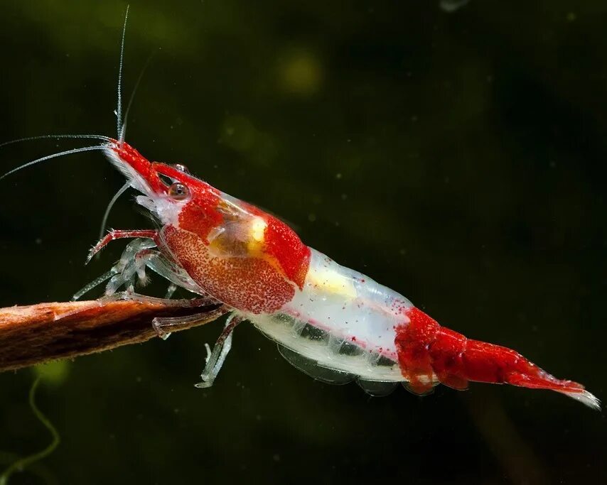 Аквариумная креветка красная неокардина. Креветка аквариумная обыкновенная. Рыбки креветки. Креветка пресноводная амано. Креветки амано красные.