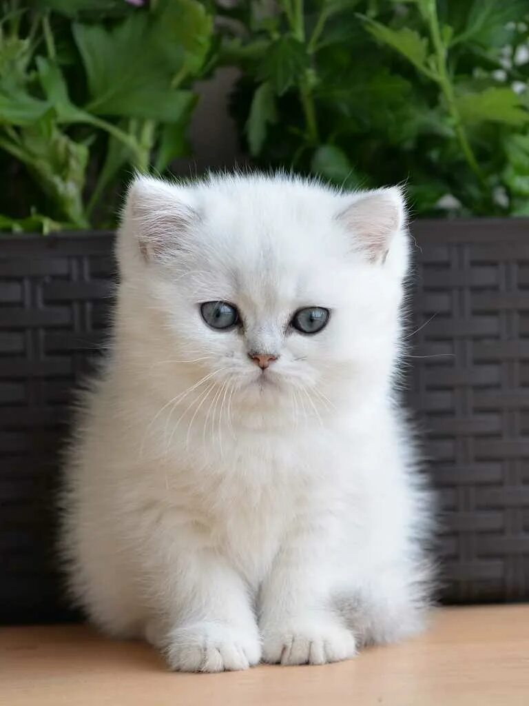 британская кошка золотая шиншилла. шиншила кошка котенок. британская золотая шиншилла. британская золотая шиншилла. серебристая шиншилла кошка.