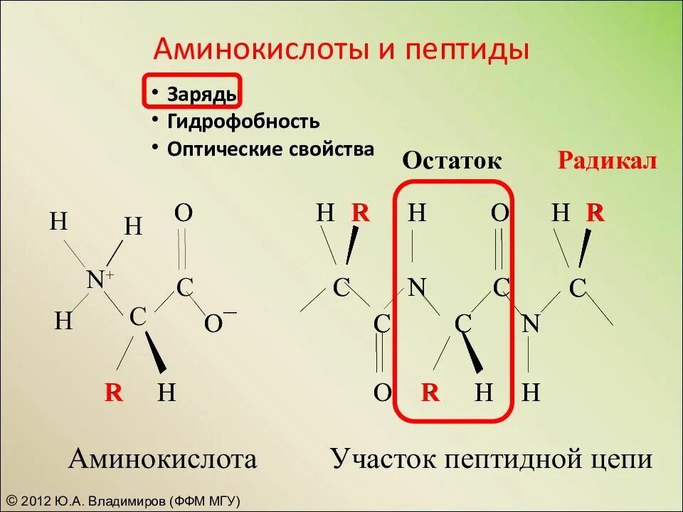 Аминокислоты пептиды белки. Трипептид аминокислот. Полипептиды пептиды аминокислоты. Полипептид из аминокислот. Химическая связь аминокислот