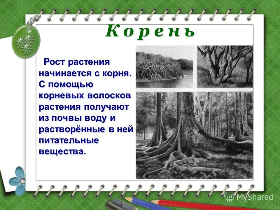 схема почвы 3 класс. питательные вещества в почве. с помощью корневых волосков растение получает из почвы. значение минерального питания для растения. передвижение веществ по растению.