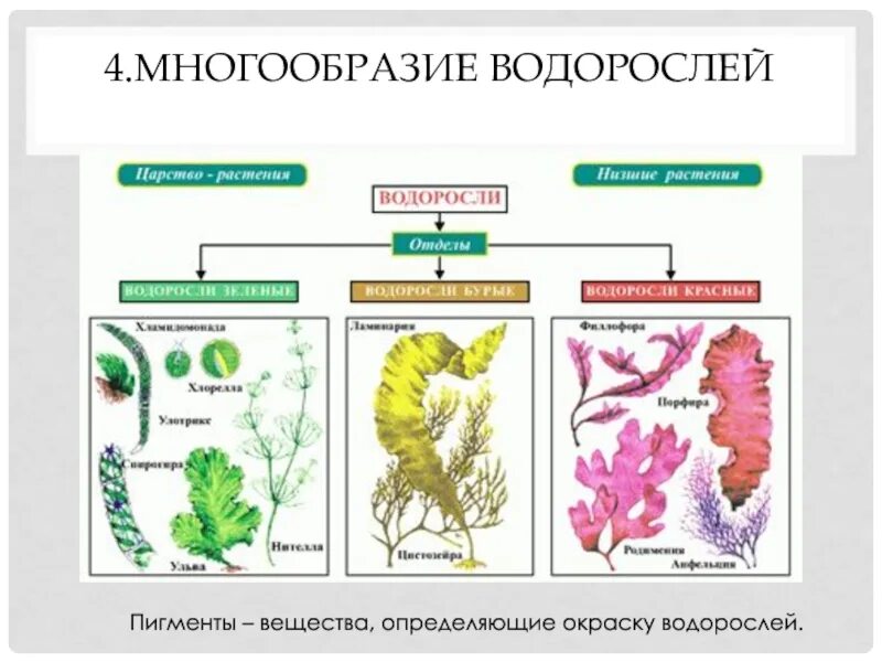 Разнообразие водорослей 6 класс