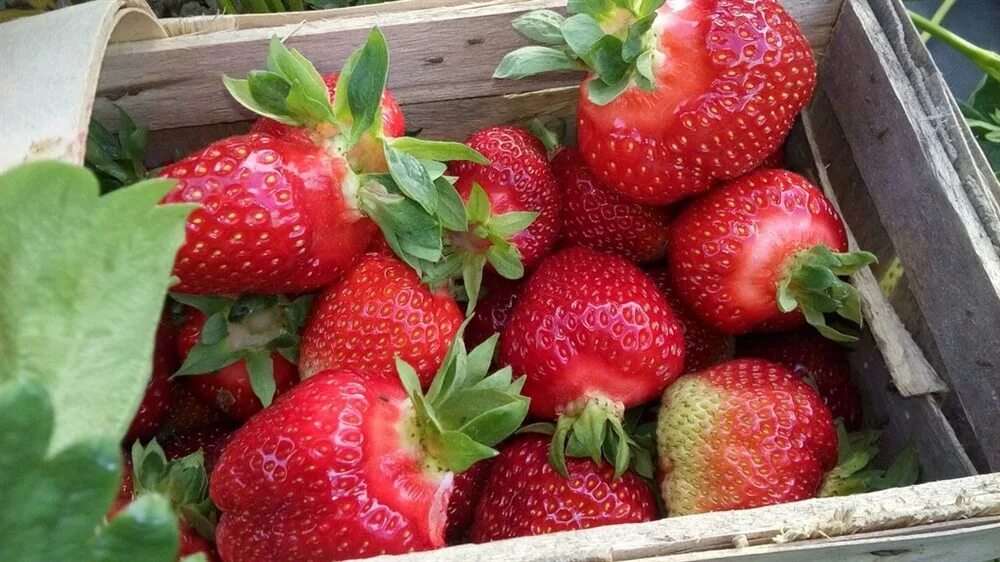 Сорт клубники хоней. Клубника зенга зенгана. Ремонтантная клубника бравура. Земляника садовая эльсанта. Описание клубники садовой.