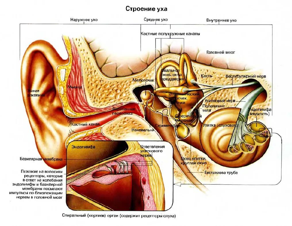 Внутреннее ухо орган слуха состоит. Строение внутреннего уха эндолимфа. Строение среднего уха человека анатомия. Схематическое строение внутреннего уха. Схема строения наружного среднего и внутреннего уха.