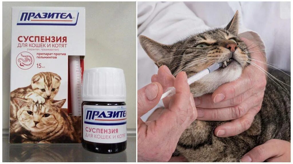 Празител суспензия для котят. Лекарство от глистов для кошек. Лекарство от гельминтов для кошек. Таблетки от гельминтов для кошек. Проглистогоненный котенок