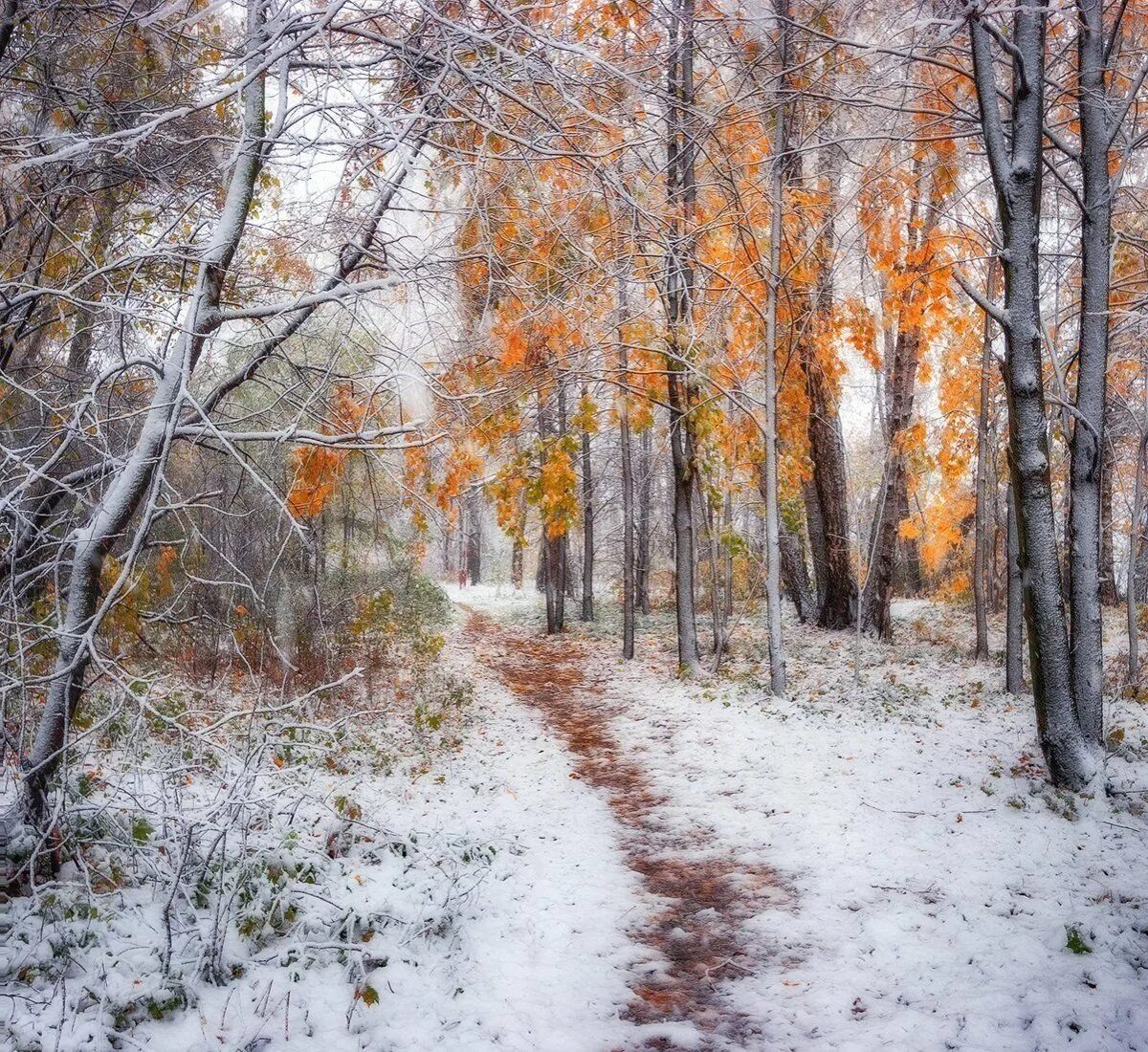 Поздней осени какое число. Снежная осень. Поздняя осень. Ранняя зима. Поздняя осень фото.