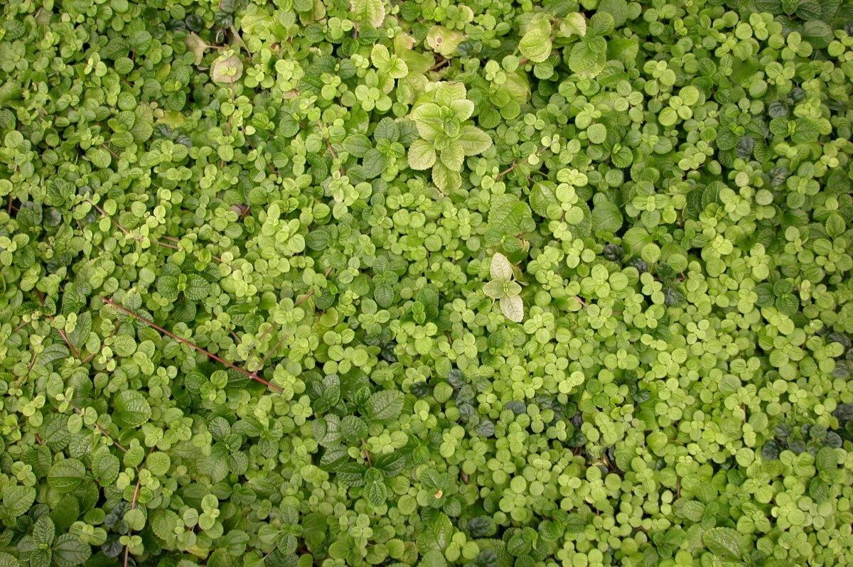 Мшанка шиловидная 'green moss'. Растение монетчатый вербейник. Тимьян почвопокровник. Барвинок почвопокровный. Висколка почвопокровное.