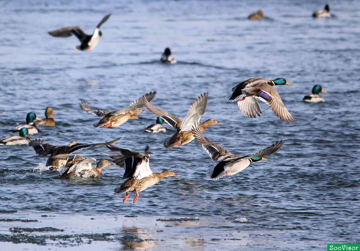 дикие водоплавающие птицы. стая крякв. свиязь селезень весной. кряква перелетная птица. дикие утки и гуси перелетные птицы.