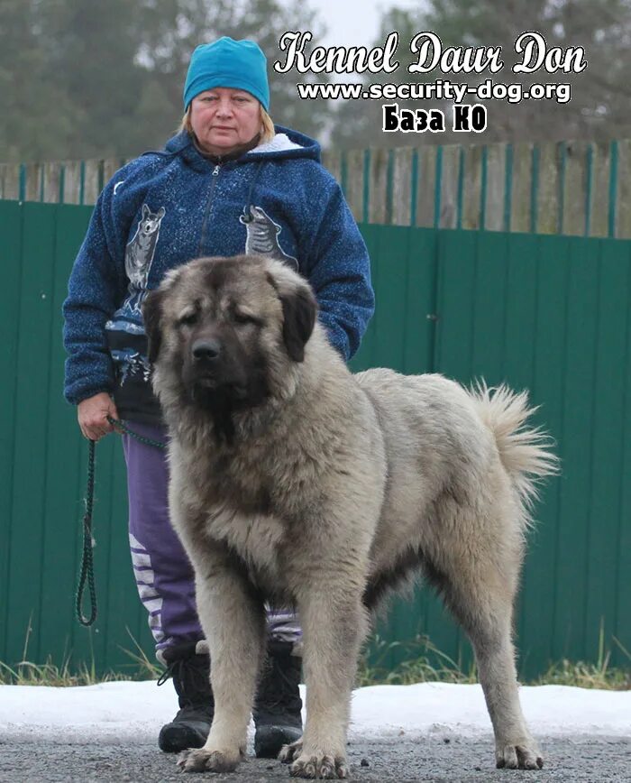 Клички кавказской. Кавказская овчарка девочка. Клички для кавказской овчарки. Клички для собак кавказской овчарки. Кличка для кавказской овчарки мальчика.