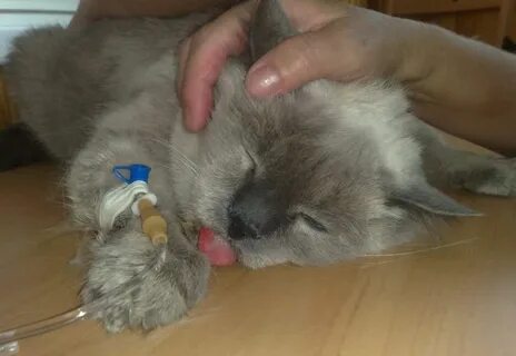 Прокапали кошку