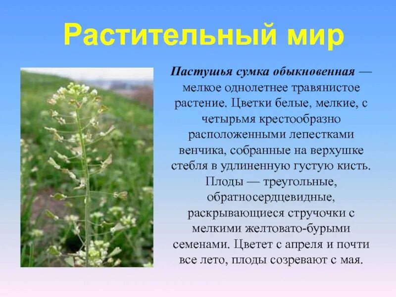 Пастушья сумка при месячных. Пастушья сумка обыкновенная. пастушьей сумки обыкновенной трава. пастушья сумка вредоносность. пастушья сумка однолетнее.