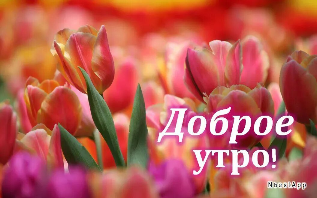 Доброе утро мама картинки прикольные. Доброе утро мамочка. с добрым утром мама. доброе утро мамуля. открытки с добрым утром маме.