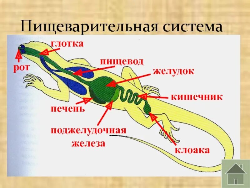 Внутреннее строение огненной Саламандры. Саламандра строение тела. Внутреннее строение пресмыкающихся. Внешнее и внутреннее строение пресмыкающихся. Строение кровеносной системы у пресмыкающихся