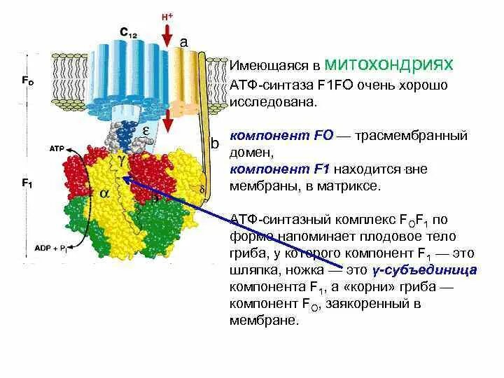 Фермент атф синтаза. F1- комплекс (АТФ-синтаза, v ФК).. F1 комплекс АТФ синтазы. АТФ синтаза f1 и f0 КОМПАРТМЕНТЫ. АТФ синтаза в митохондрии.