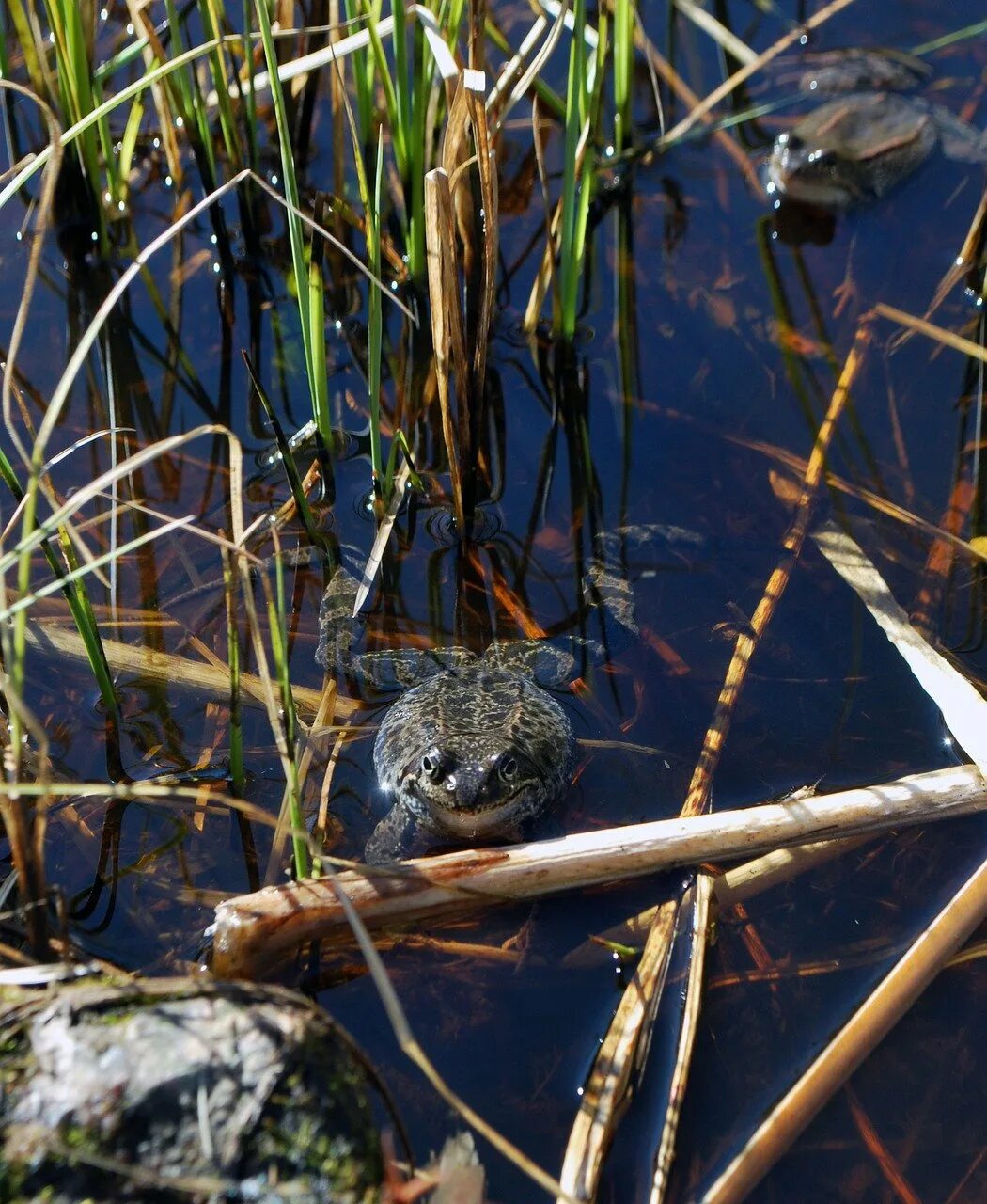 черты приспособленности к среде обитания лягушки. приспособление к среде обитания лягушки. приспособленность земноводных к жизни на суше. приспособление к среде обитания лягушки. среда обитания лягушки.
