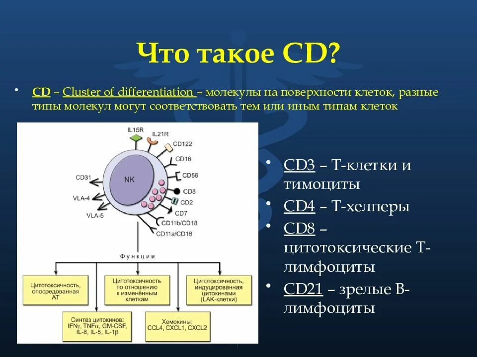 Фенотип лимфоцитов. Cd3+ cd4+ клетки t-хелперы. cd8 лимфоциты функции. cd3-cd8 рецепторы лимфоцитов. cd 4 иммунология.
