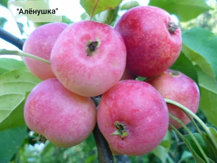 Полукультурка сорт алёнушка. Яблоня аленушка. Первенец бурятии полукультурка. Сорт аленушка яблоня. Яблоня сорт аленушка.