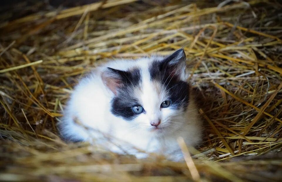 Сено для кошек. К чему снятся котята. White tabby Cat. Сонник котята. Что означает во видеть котенок