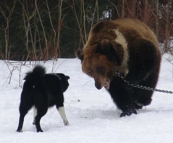 Лайка с медведями. Собака охотник на медведя.