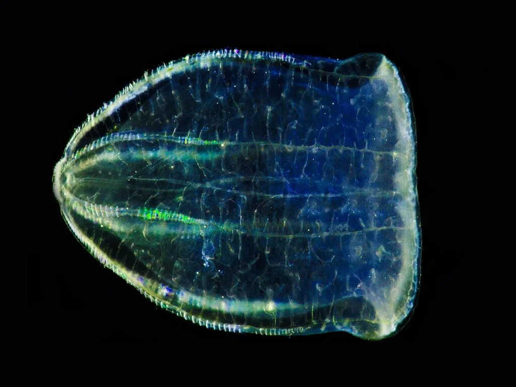 Comb jellies. Биолюминесценция гребневиков. Гребневик мнемиопсис. Глубоководный Гребневик. Гребневик Берое тихий океан.