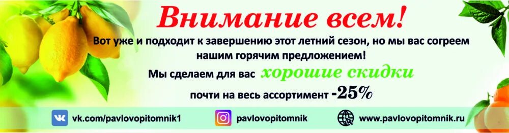 апельсиновое солнце. пиканта сироп лимонный 250мл. лимонное солнце фф. брошь с лимоном серебро. сыр лимонное солнце.