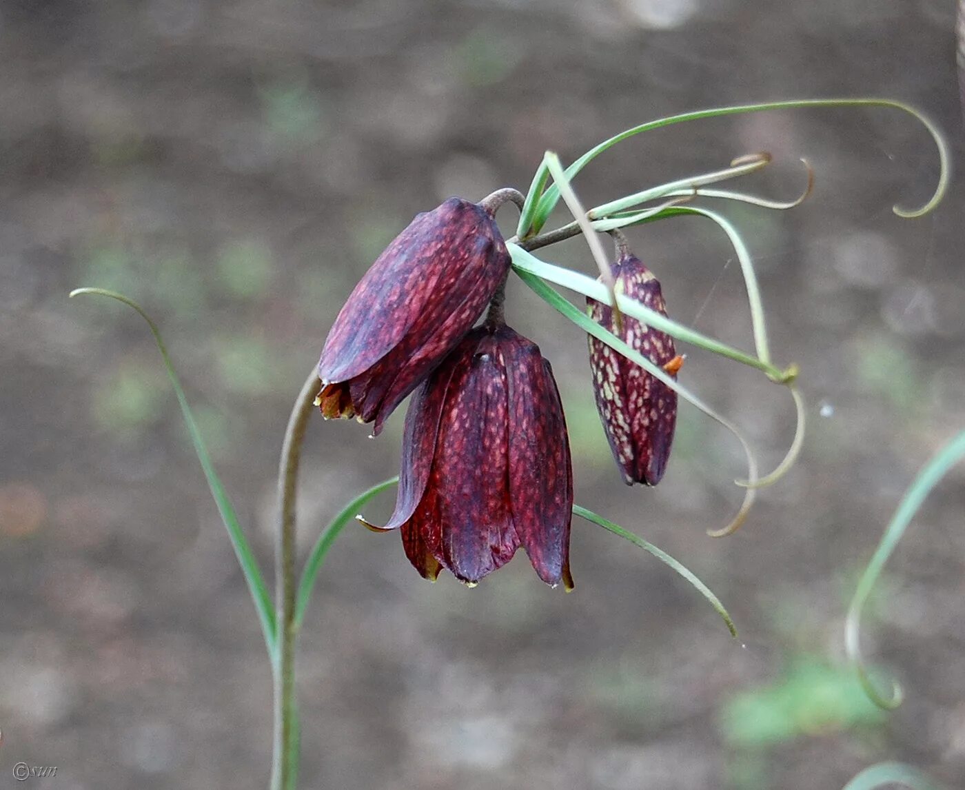 рябчик русский fritillaria ruthenica. рябчик малый — fritillaria meleagroides. красная книга рябчик. красная книга рябчик. рябчик русский описание для детей 2 класса.