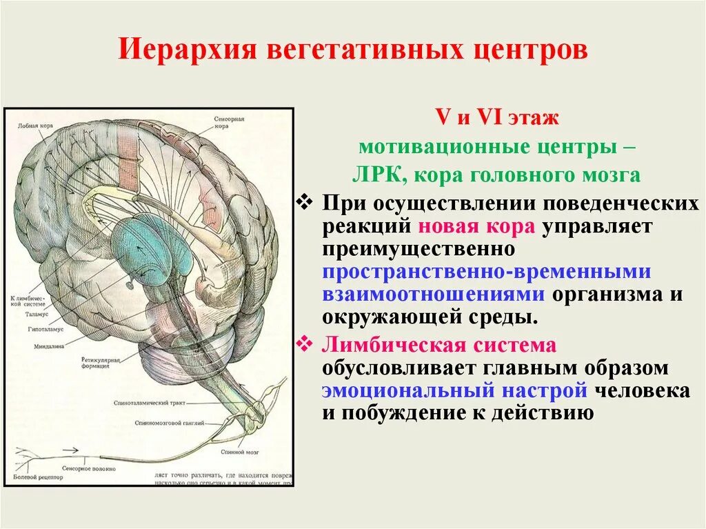 Лимбическая система вегетативные функции. Лимбическая система и вегетативная нервная система. Вегетативные центры головного мозга. Лимбическая нервная система. Вегетативным является ядром