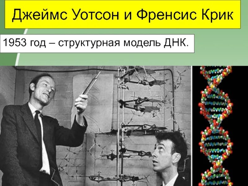 Модель днк была предложена