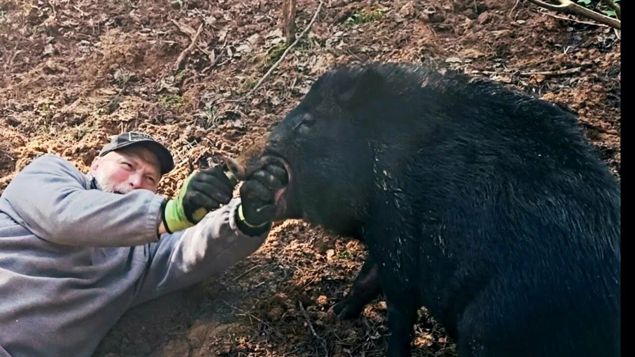 Видео кабана и добро