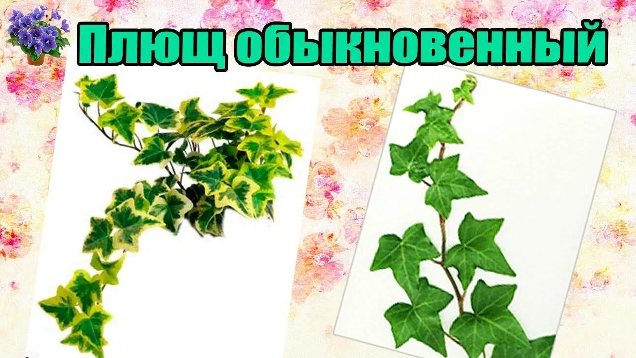 Плющ вечнозеленый (Hedera).. Плющ Хедера Хеликс. Плющ колхидский. Плющ разбор