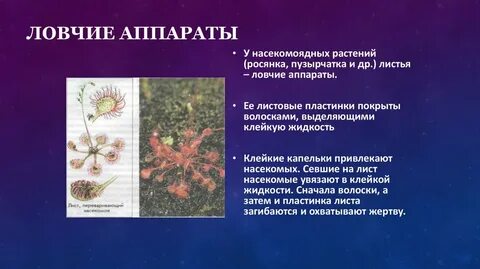 Какие причины привели к видоизменению органов растений