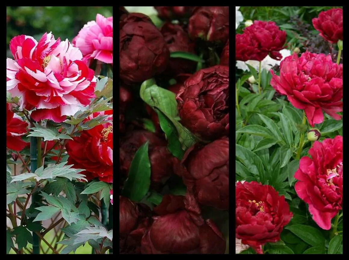 Пион древовидный бонзай. Пион клеменсу. Цветы пионы микс. Rare china пион. Каких цветов есть пионы.