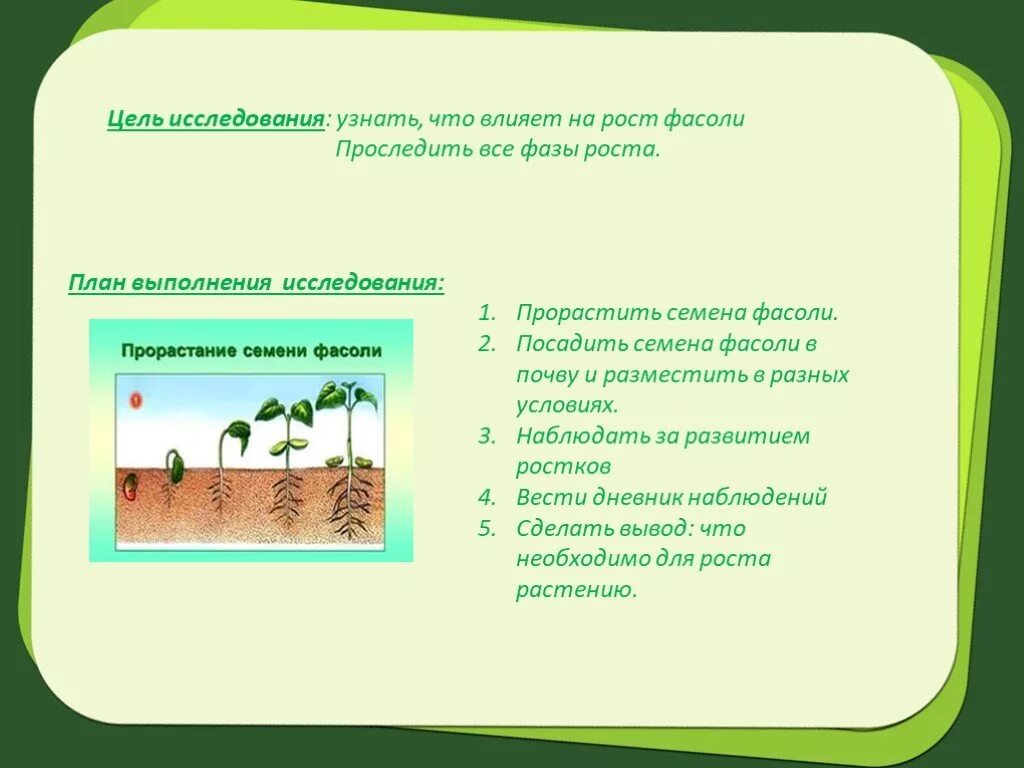 Наблюдение за ростом и развитием фасоли. Проект прорастание семян. План роста фасоли. Проектная работа фасоль растет. Проектная работа по биологии фасоль.