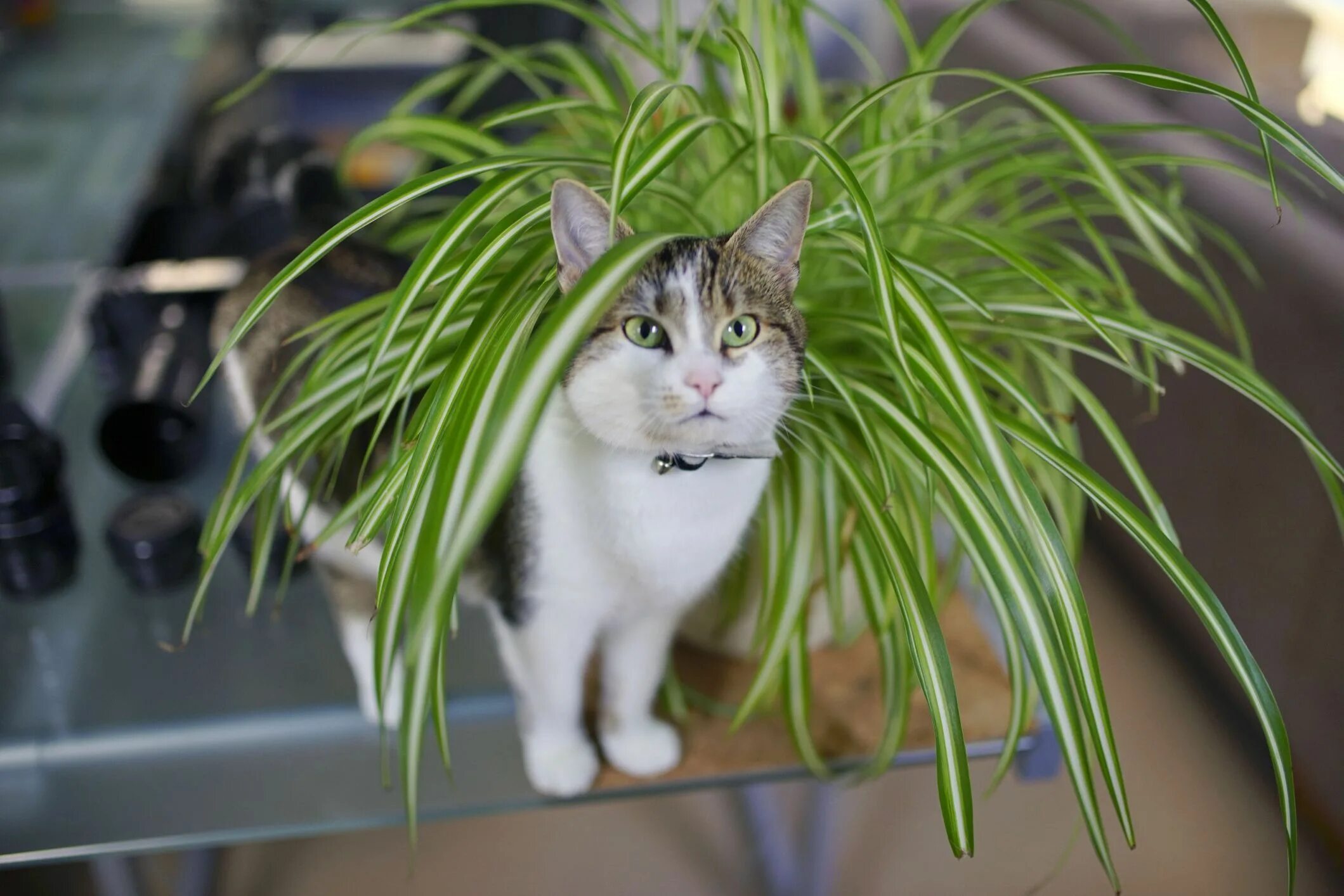 Cat plants. Кошачий цветок комнатный. Кошка и комнатные цветы. Хлорофитум. Комнатные растения которые любят кошки.