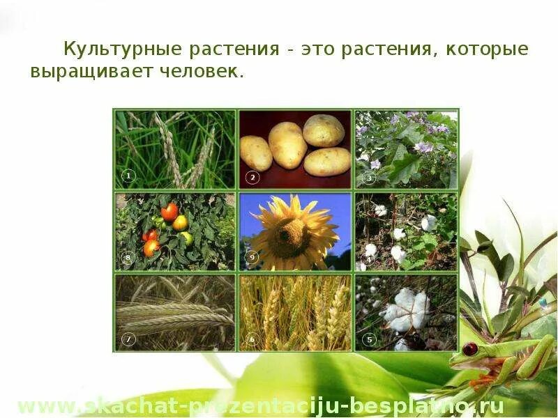 Культурные растения примеры и значение Овощные культурные растения 2 класс окружающий мир