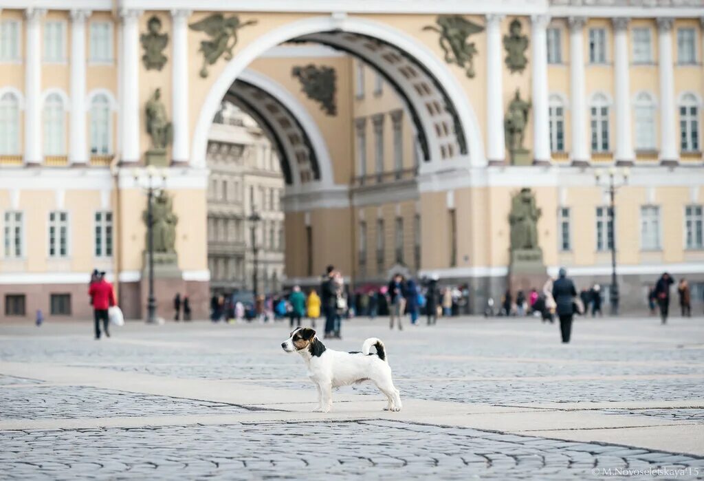 Собак спб отзывы. Собака Питер. Собака на улице. Пес на улице в Питере. Псина в Питере.