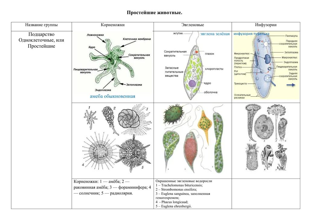 Названия простейших животных. Подцарство простейшие одноклеточные животные. Простейшие одноклеточные организмы строение. Подцарство одноклеточные типы 7 класс биология. Биология строение одноклеточных.