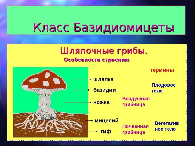 Строение шляпочного гриба 7 класс биология. Отделы царства грибов Базидиомикота. Шляпочные грибы особенности строения. Базидиомицеты грибы. Царство грибов строение грибов.