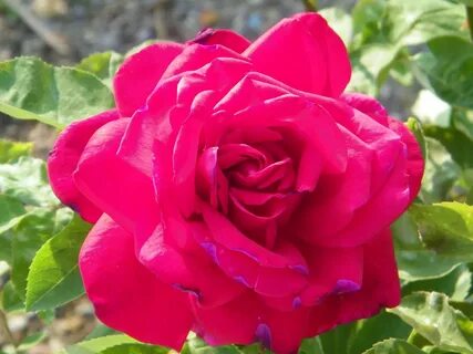 Rose emperor