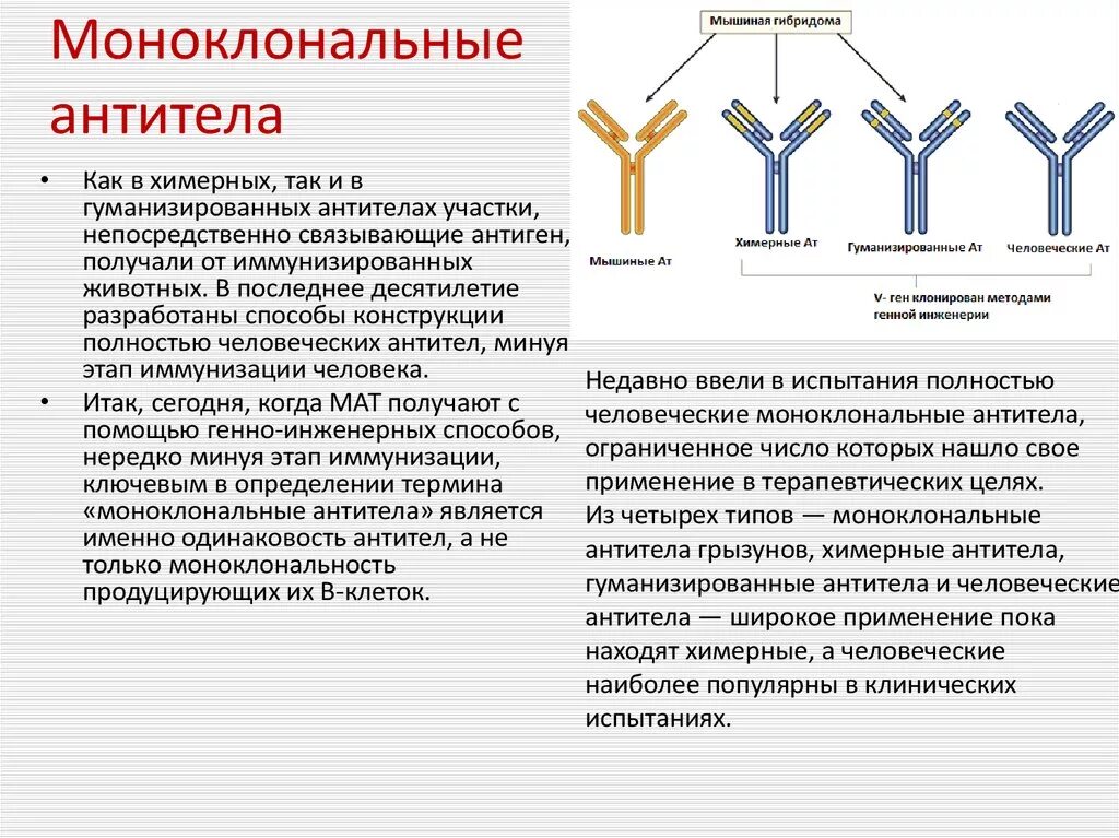 Моноклональные антитела сывороточные препараты. Рекомбинантные моноклональные антитела. Мышиные моноклональные антитела. Моноклональные антитела структура.