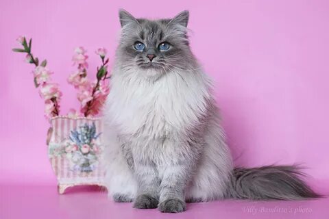 Заводчики сибирских кошек