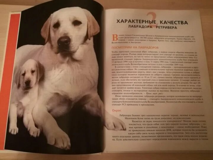 Лабрадор уход и содержание. Книги про лабрадоров. лабрадор плюсы и минусы. лабрадор как ухаживать и воспитывать. лабрадор плюсы и минусы породы.