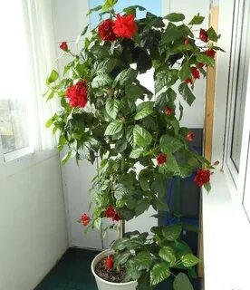 Можно ли держать розу дома приметы