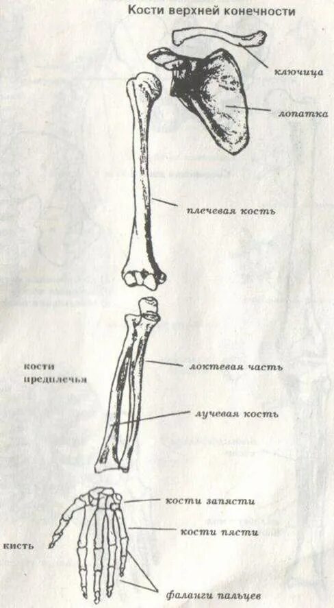 Скелет верхней конечности рисунки. Кости верхних конечностей человека анатомия. Кости верхней конечности строение. Строение верхней конечности анатомия. Кости скелета свободной верхней конечности.