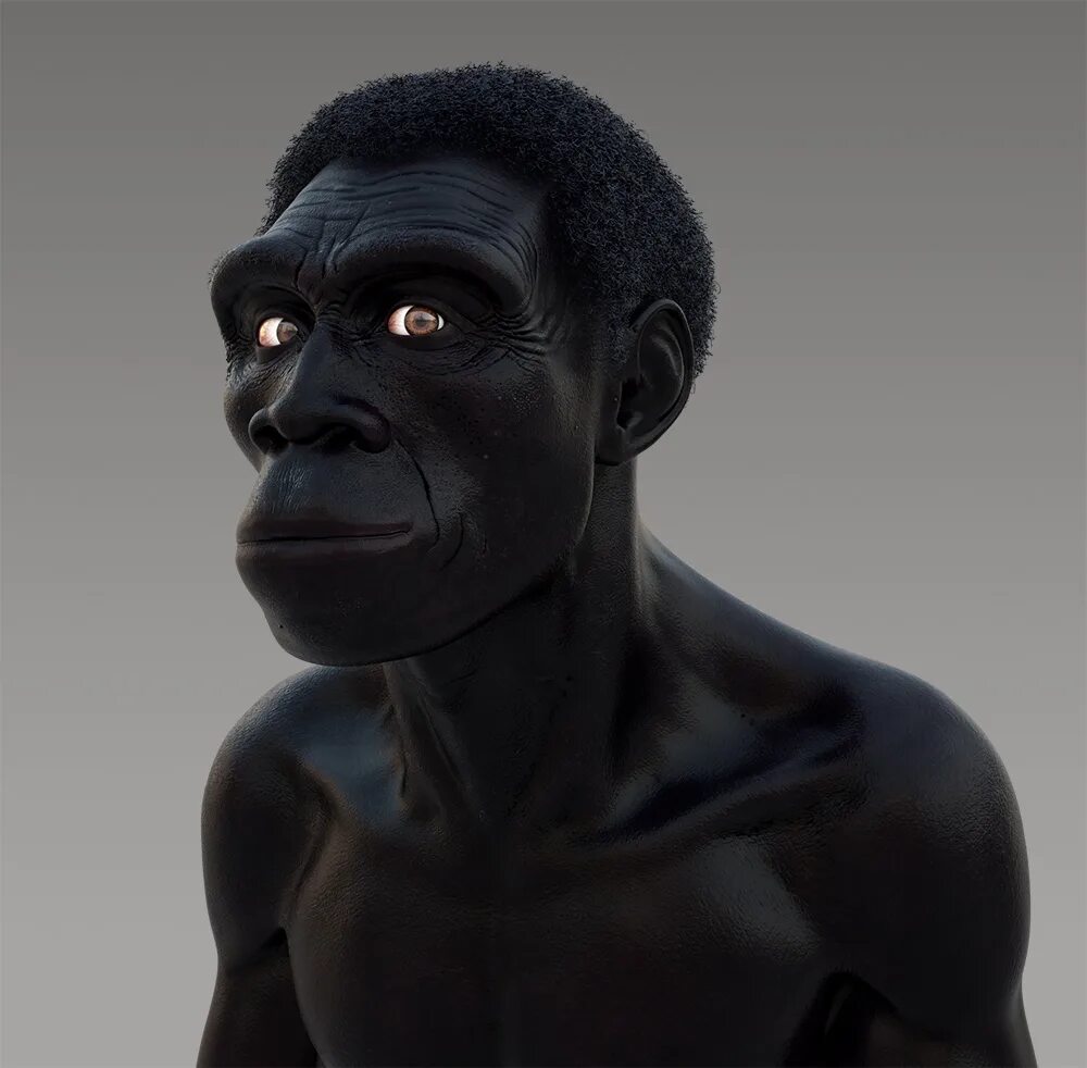 хомо хабилис хомо эректус. хомо хабилис эректус сапиенс. питекантроп синантроп гейдельбергский человек. человек прямоходящий. человек прямоходящий homo erectus.