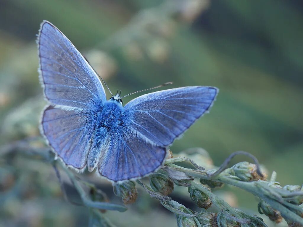 Мотылек голубянка. Бабочка голубянка давида. Голубянка арион. Лимонница голубянка икар желтушка луговая зорька. Голубянка аргали.